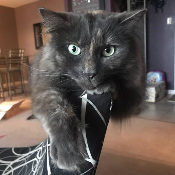 Meet your Posher, Lisa - Picture 1 of 1